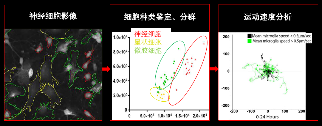 1、無(wú)標(biāo)記神經(jīng)細(xì)胞共培養(yǎng).png