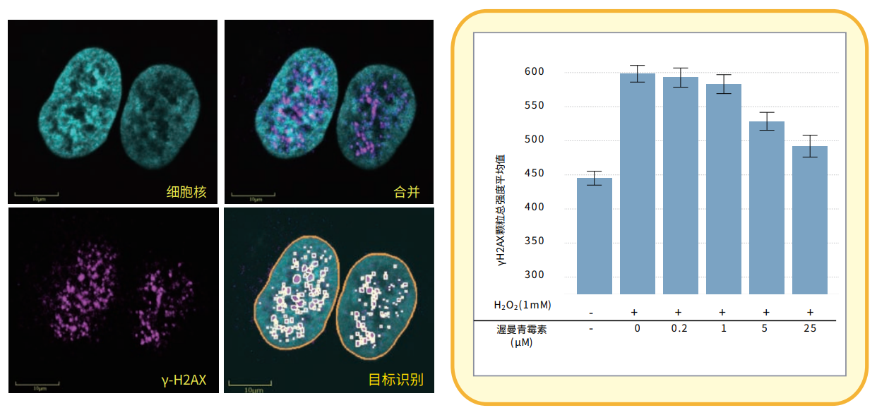 應用3 y-H2AX焦點形成.png